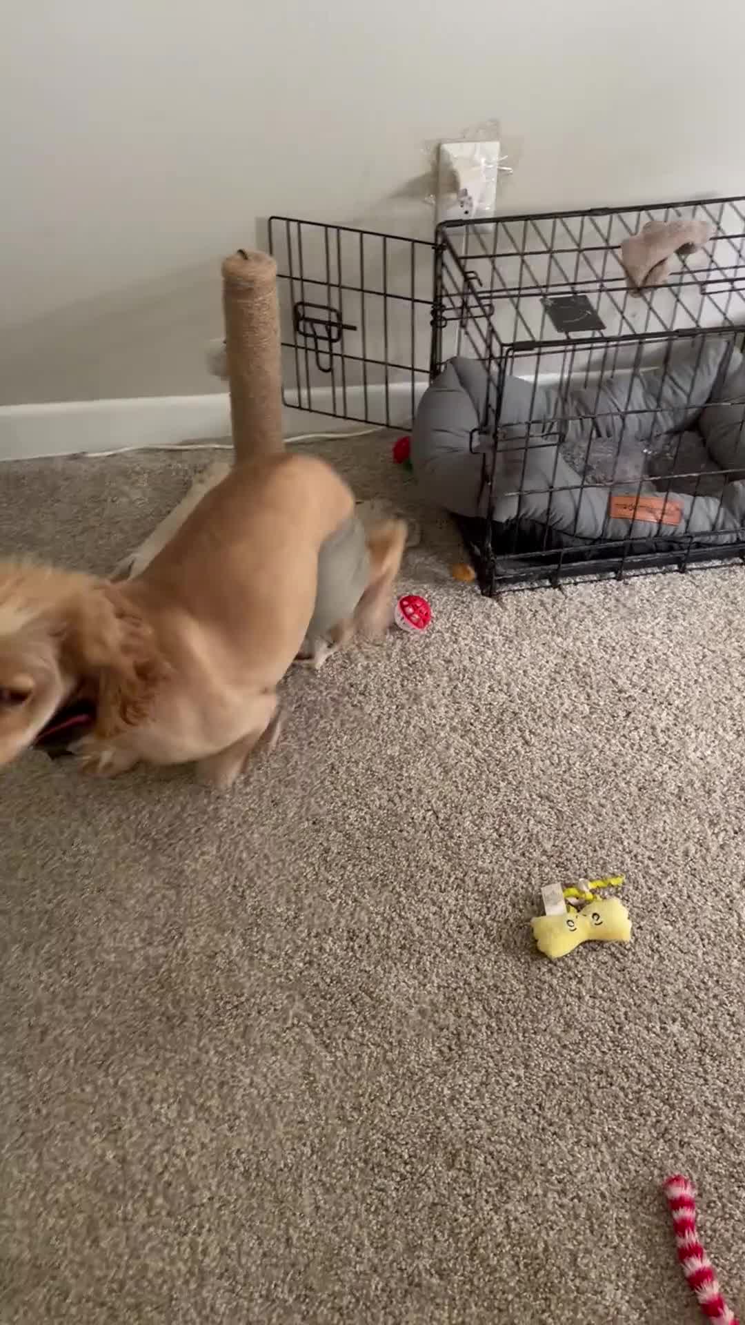 Cocker Spaniel dogs for sale: Cocker Spaniel Puppy 1 - Video 1