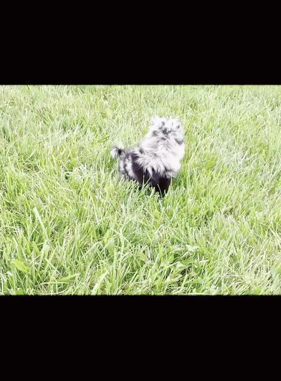 Pomeranian dogs for sale: Crockett AKC - Video 1