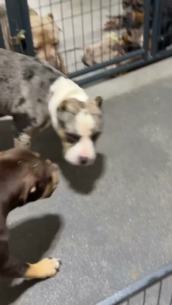 American Bully dogs for sale: Monopoly - Video 2
