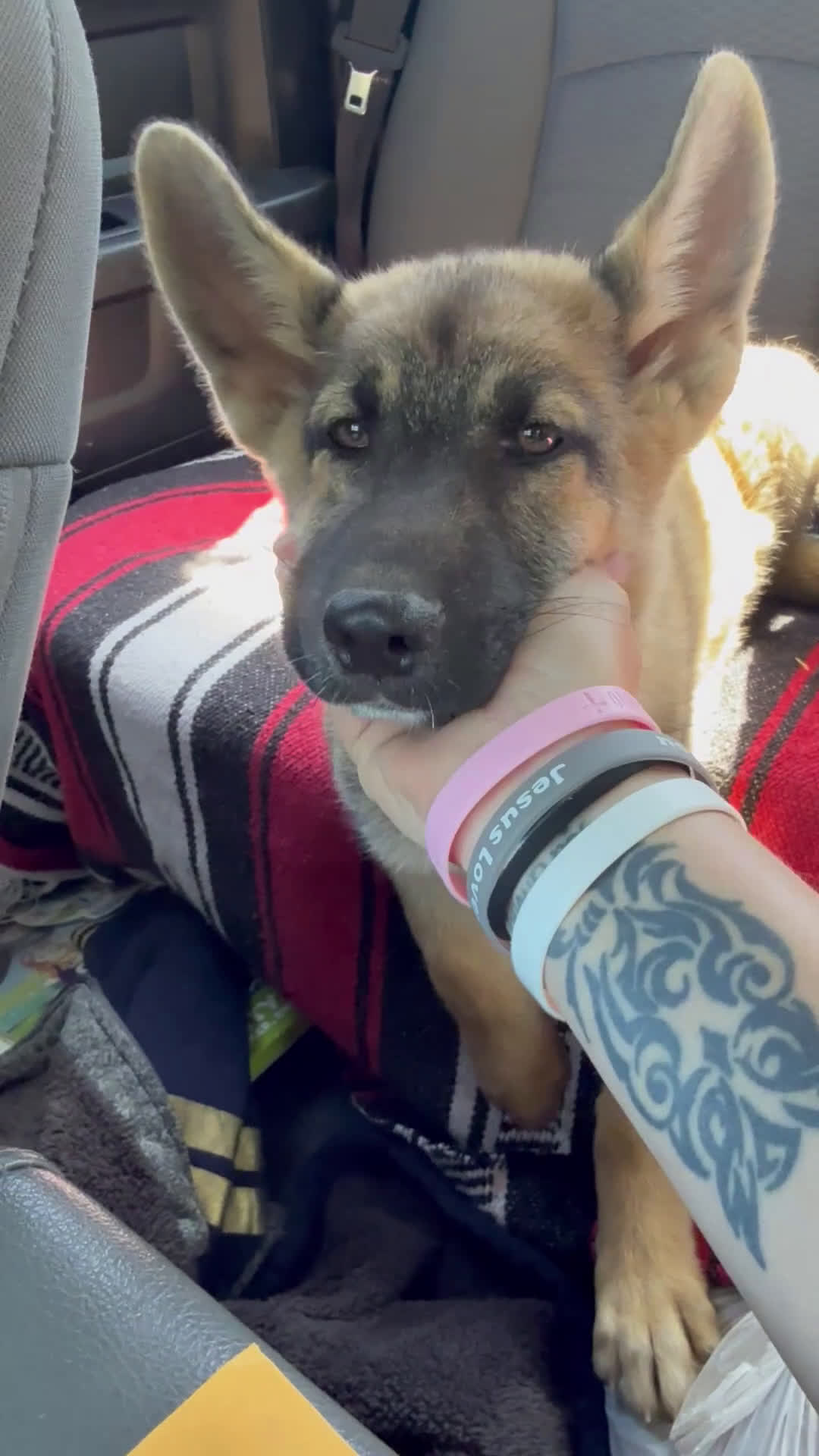 Gerberian Shepsky dogs for sale: Rogue - Video 1