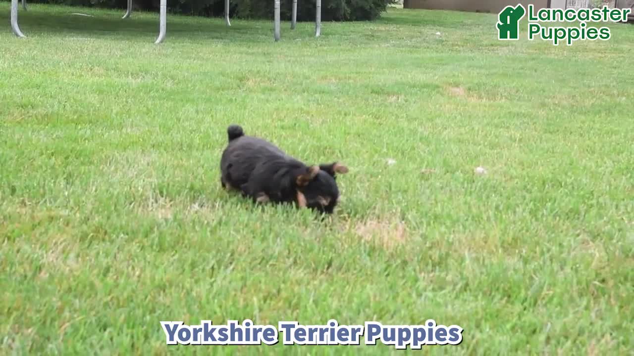 Yorkshire Terrier dogs for sale: Maisie - Video 1