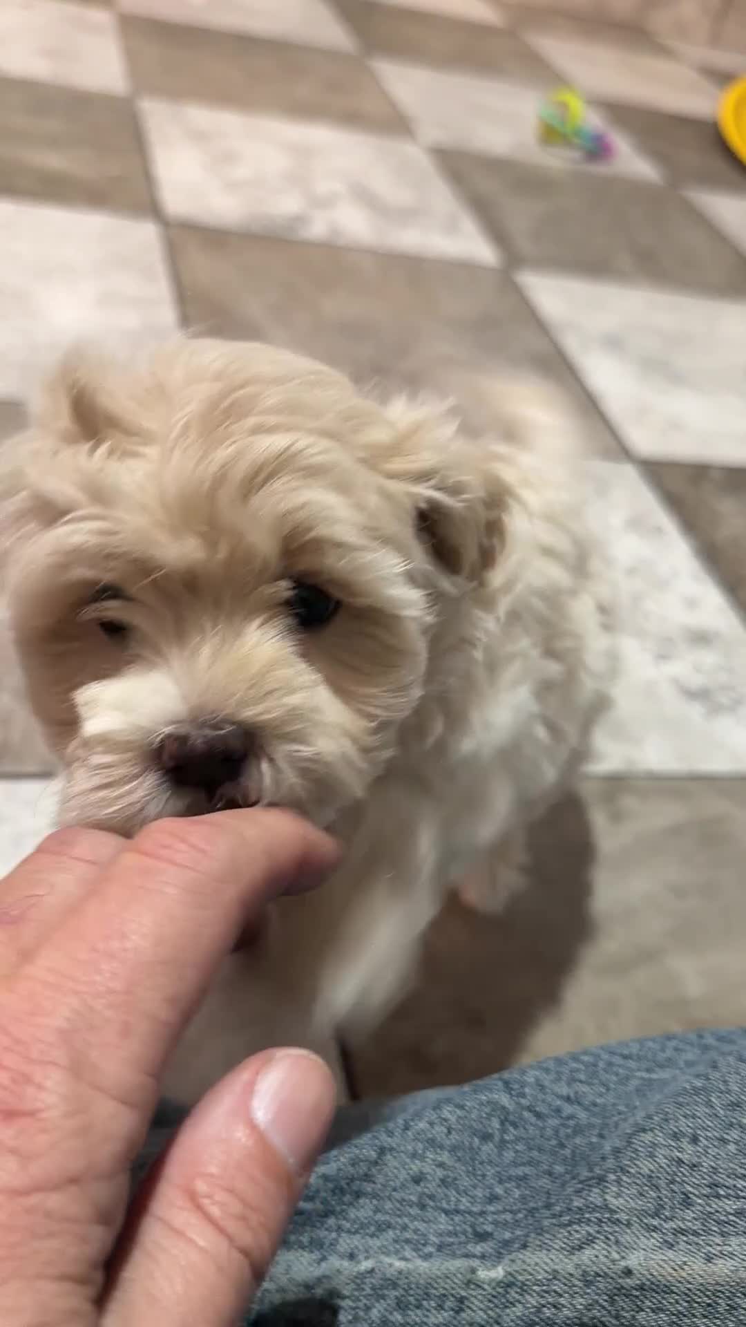 Maltipoo dogs for sale: Ava - Video 1