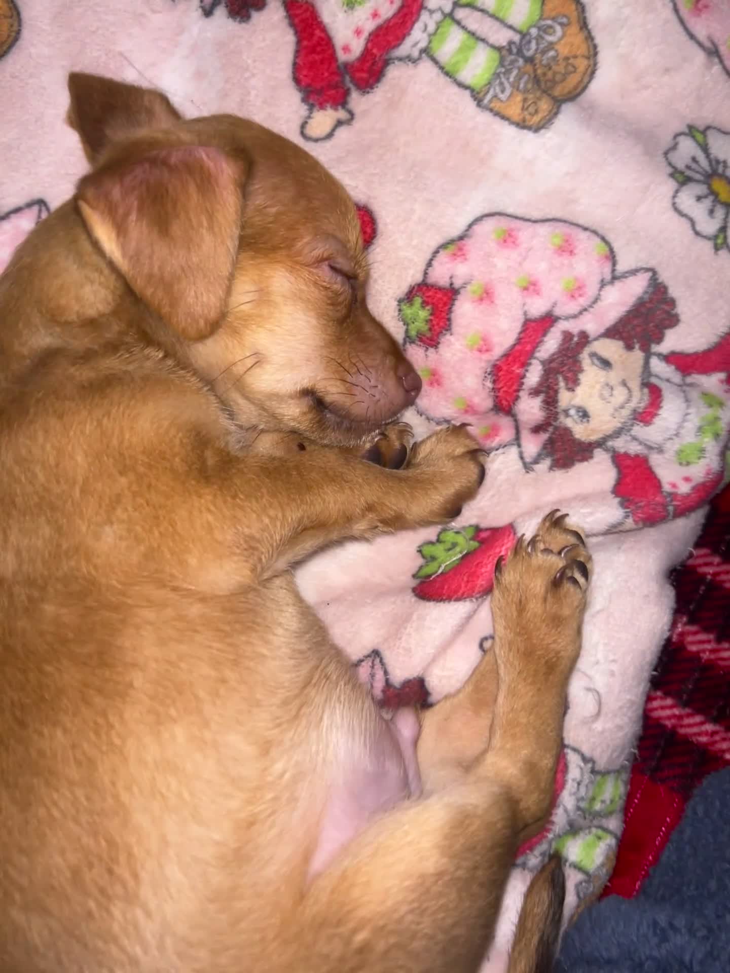 Chiweenie dogs for sale: Chiweenie 1 - Video 1