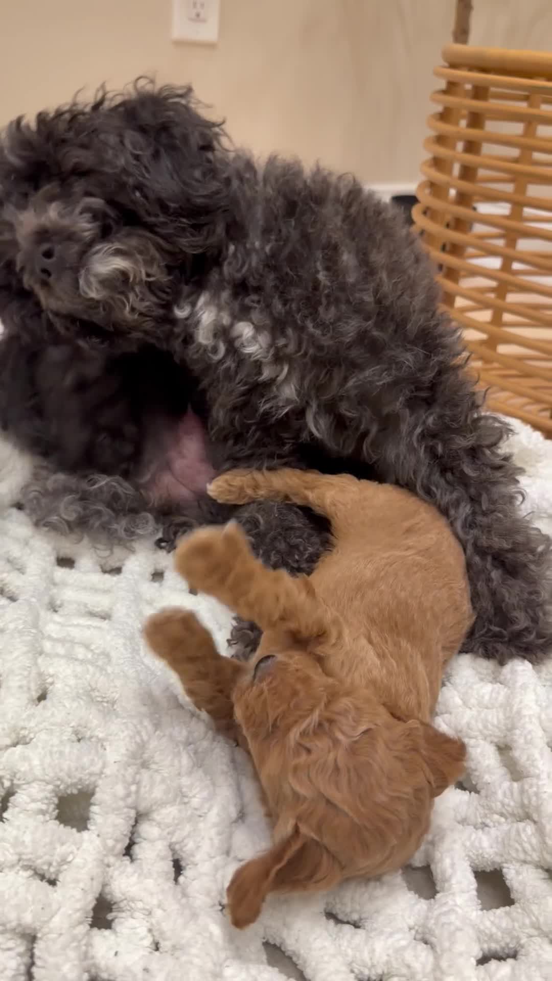 Miniature Poodle dogs for sale: Teddy  - Video 3