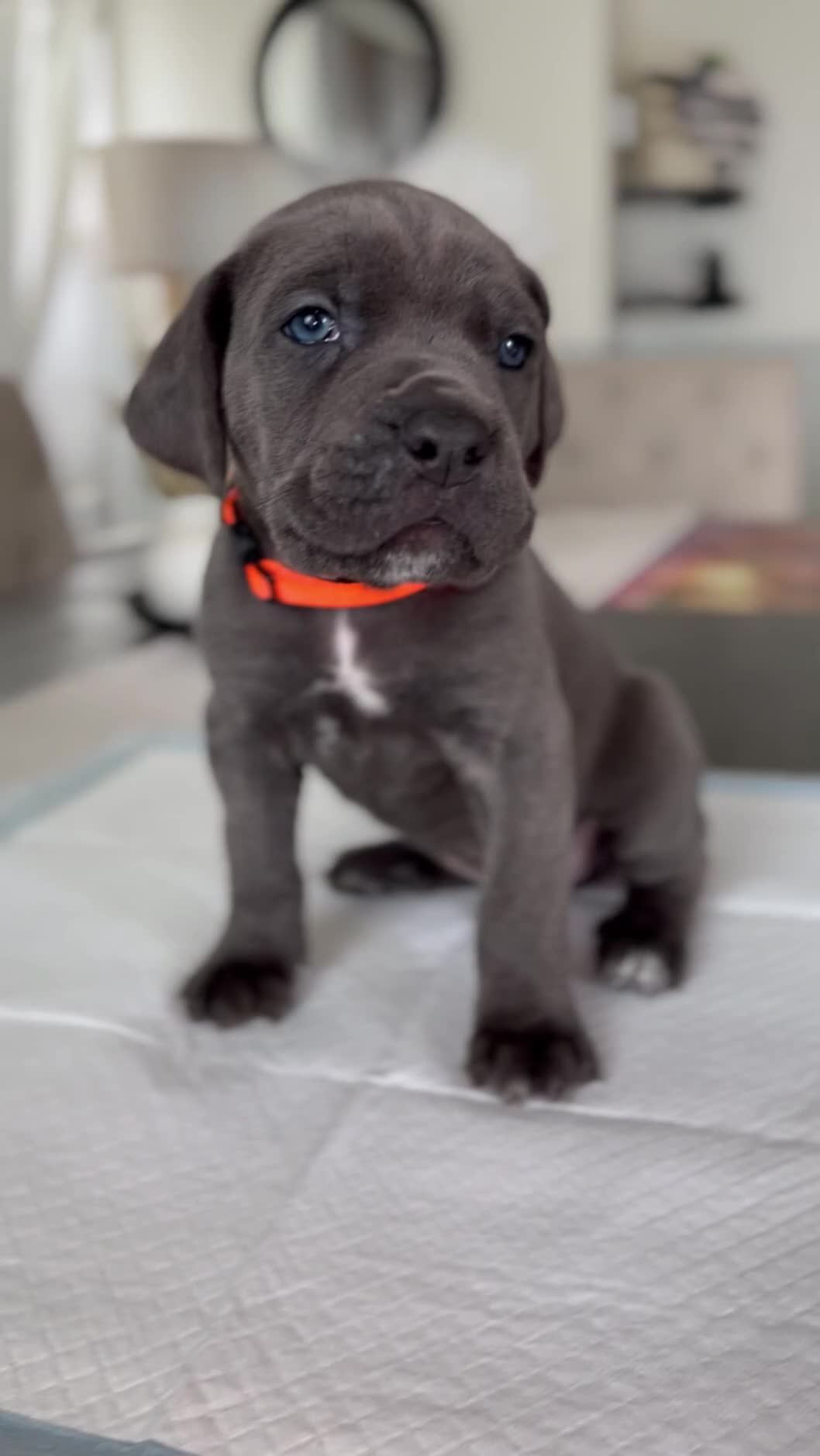Cane Corso dogs for sale: West  - Video 2