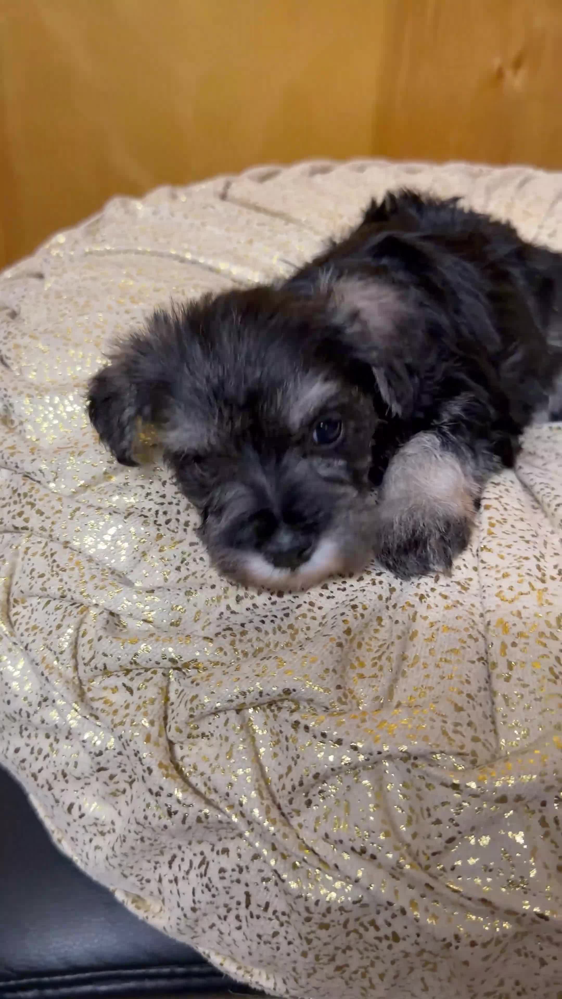 Schnauzer dogs for sale: Schnauzer Puppy 3 - Video 1