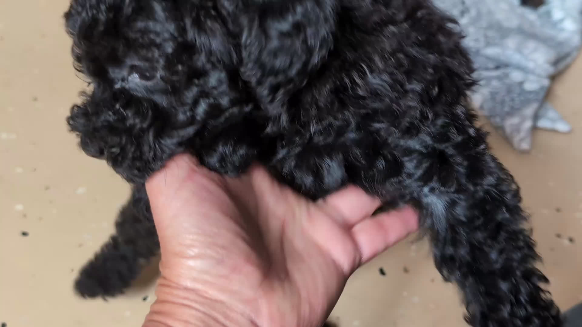Miniature Poodle dogs for sale: Kiah - Video 1