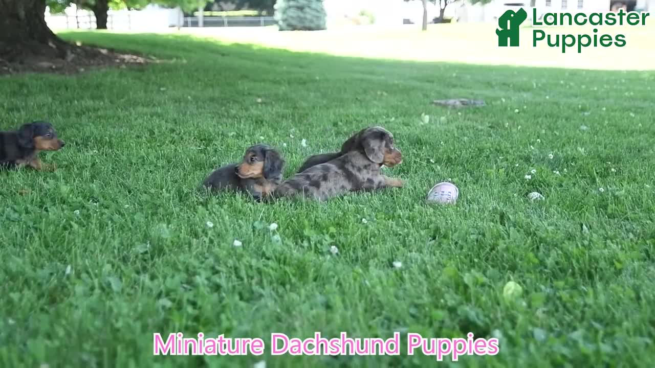 Miniature Dachshund dogs for sale: Sherbet - Video 1