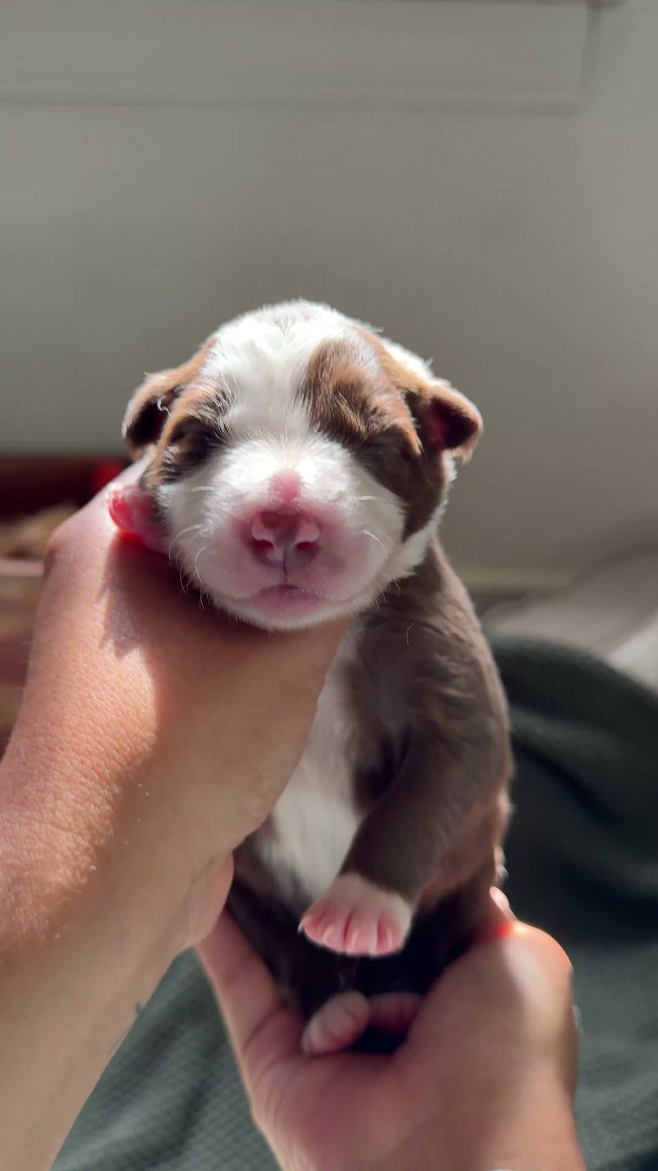 Border Collie dogs for sale: Mochi - Video 1
