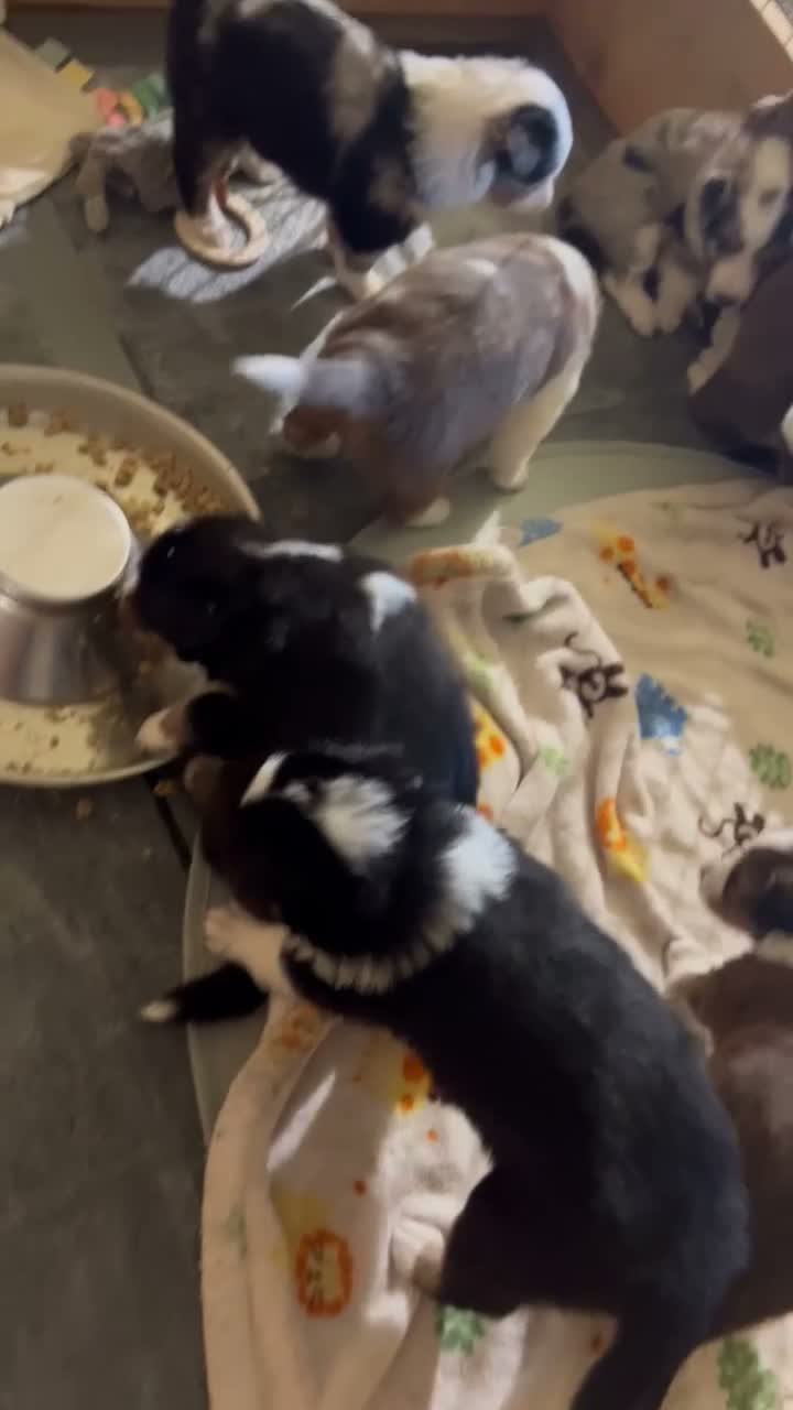 Shetland Sheepdog dogs for sale: Cody - Video 1