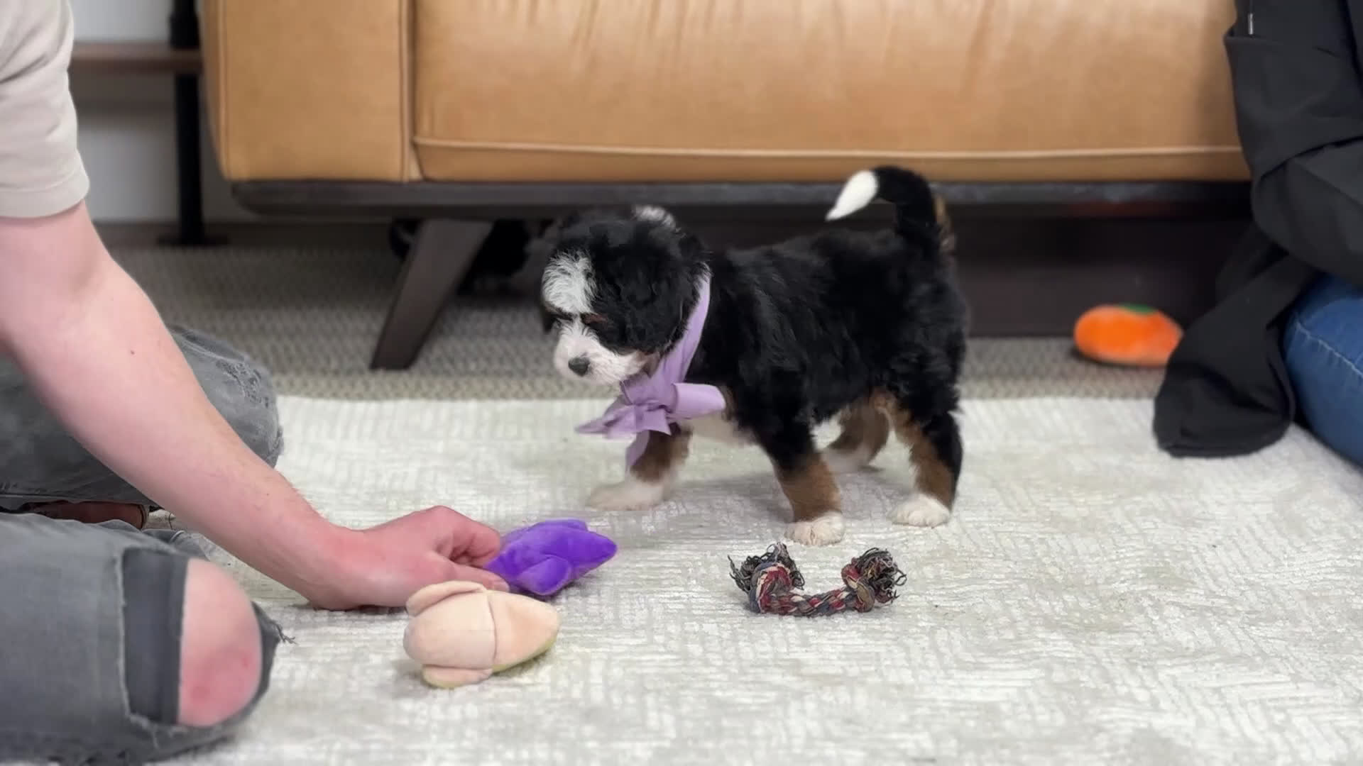 Mini Bernedoodle dogs for sale: Trixie - Video 1