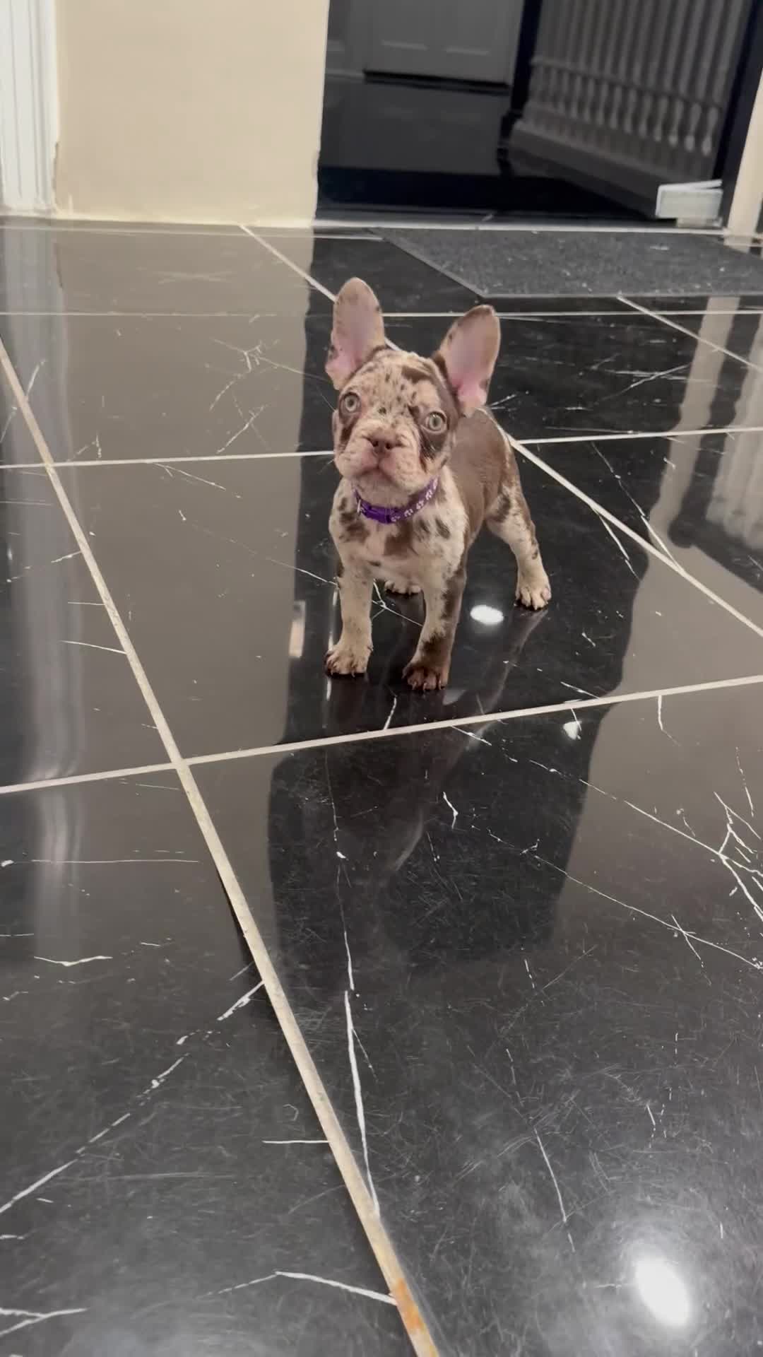 French Bulldog dogs for sale: French Bulldog Puppy 1 - Video 1