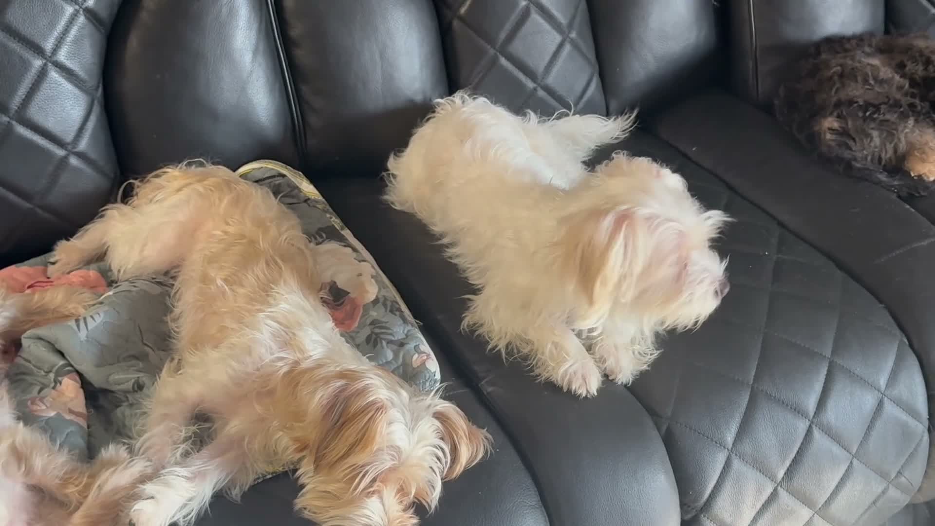 Mixed Breed dogs for sale: Butter  - Video 1