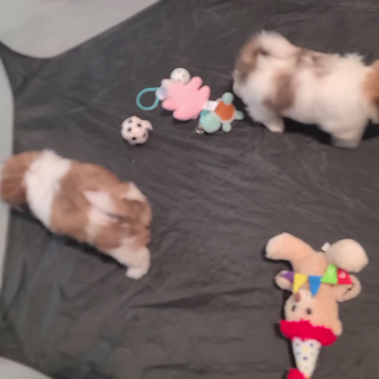 Shih Tzu dogs for sale: Layla - Video 1
