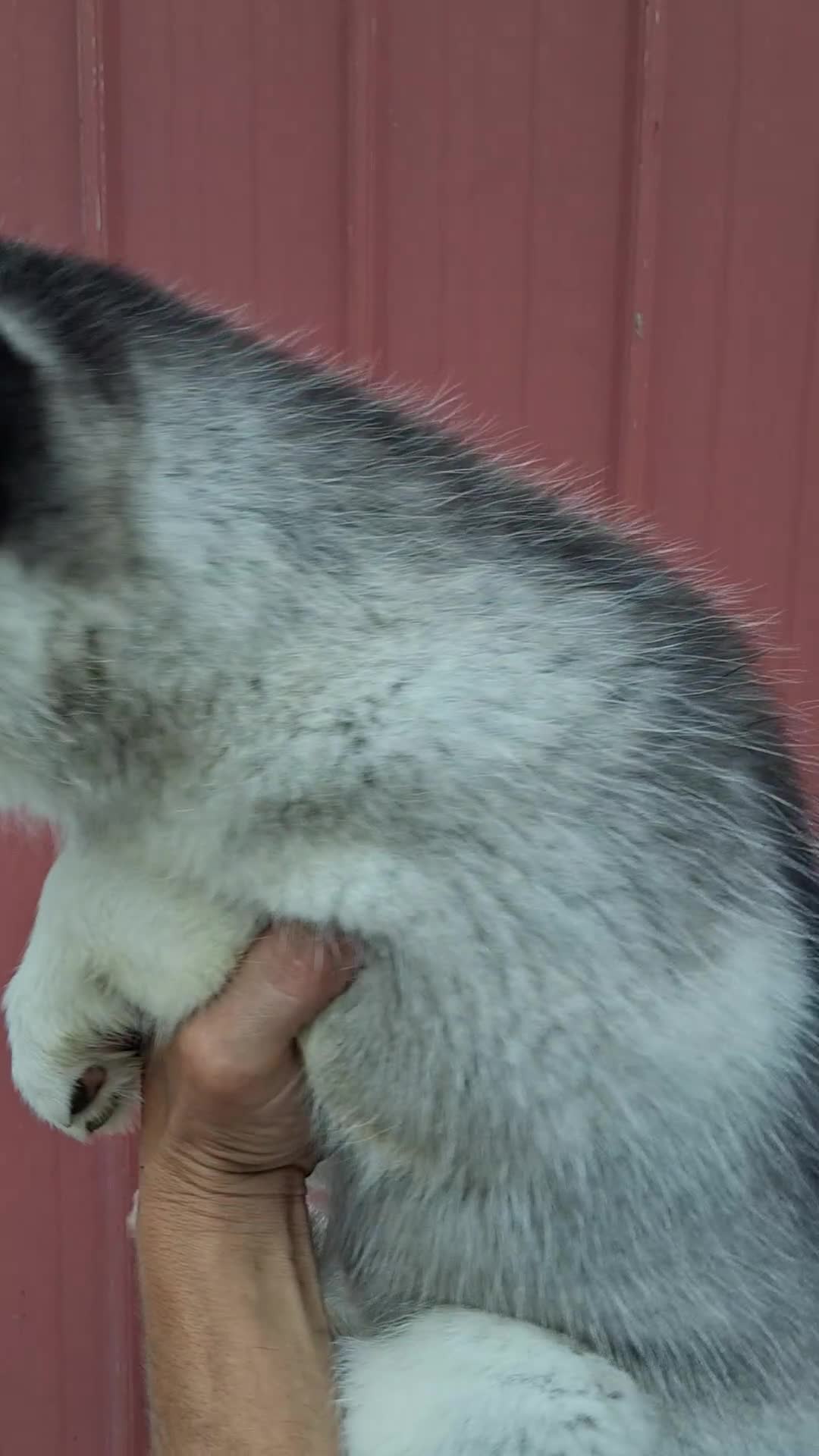Siberian Husky dogs for sale: Darla - Video 4