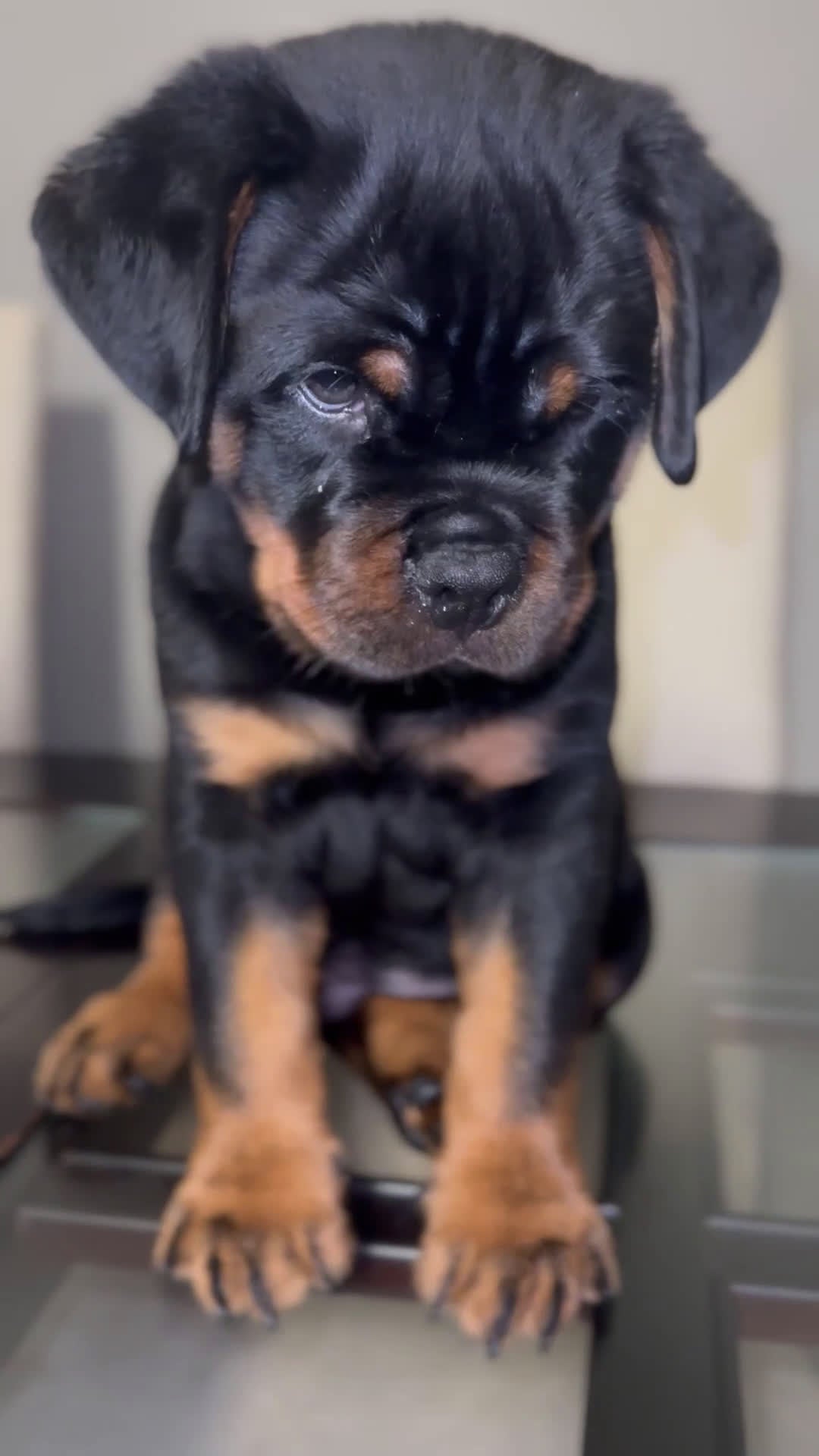 Rottweiler dogs for sale: Chip  - Video 2