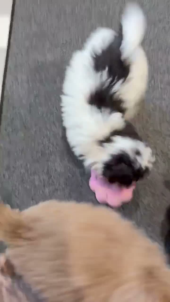 Mini Goldendoodle dogs for sale: Appa - Video 1