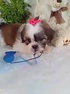 Shih Tzu dogs for sale: Allie - Video 1