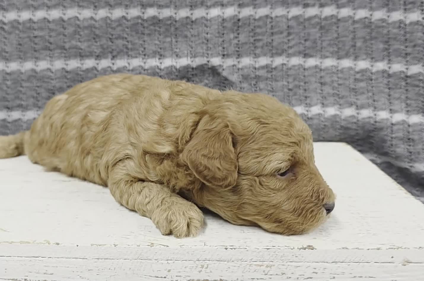 Miniature Poodle dogs for sale: Willow - Video 1