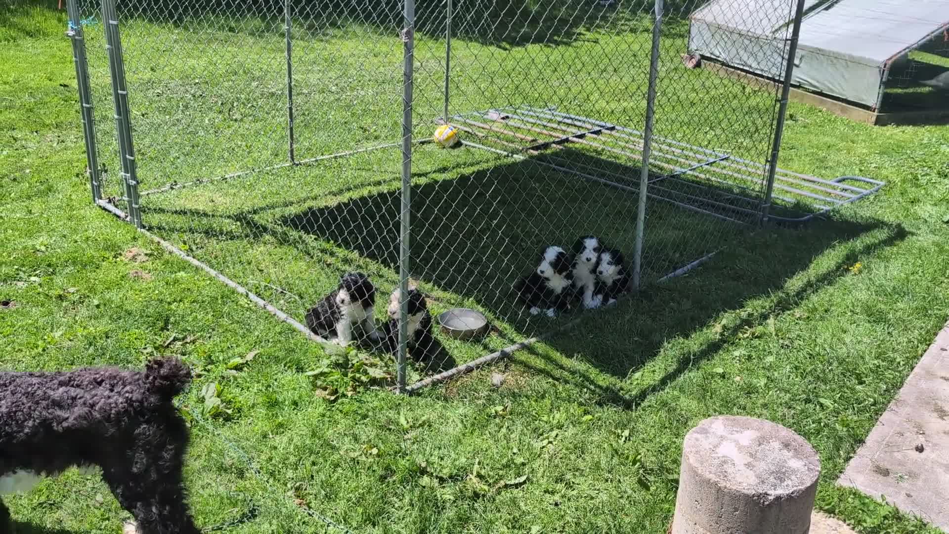 Sheepadoodle dogs for sale: Sheepadoodle Puppy 4 - Video 1