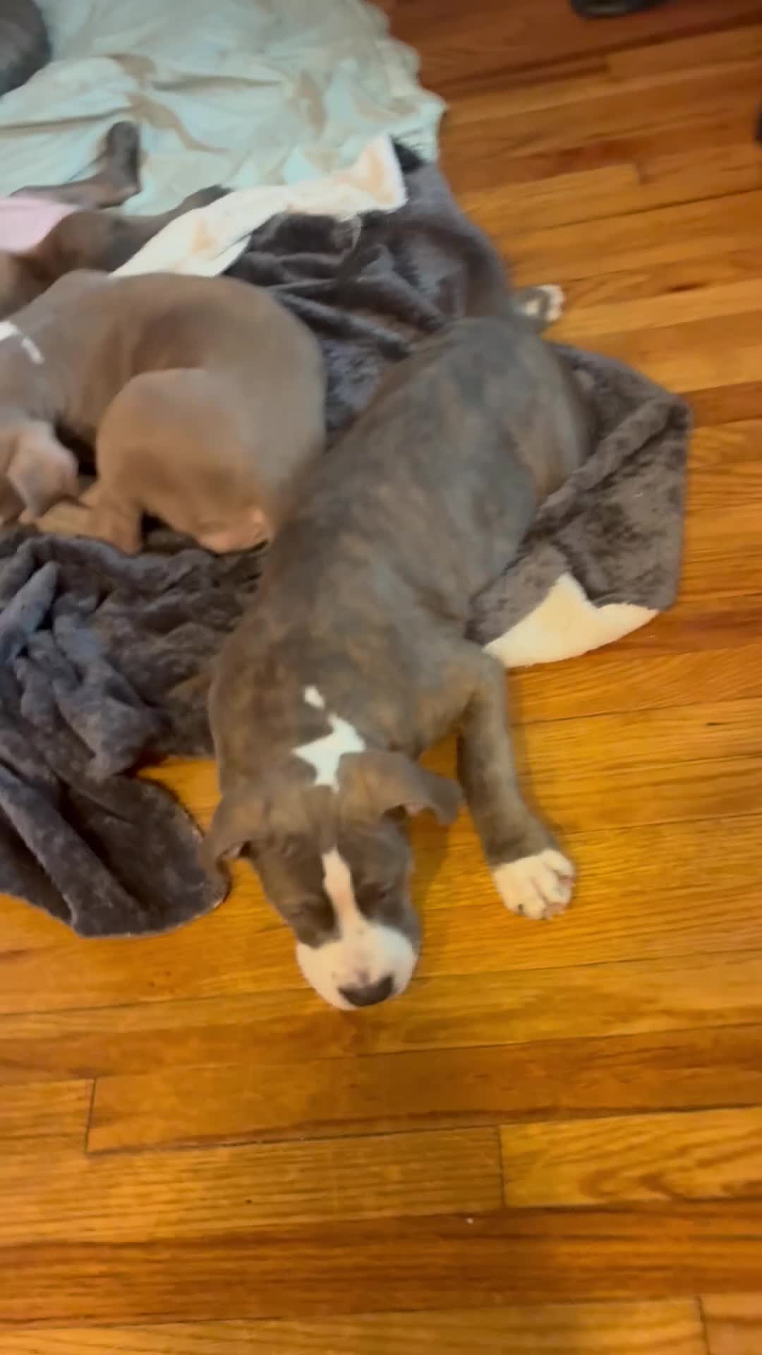 American Bully dogs for sale: Phantom  - Video 4