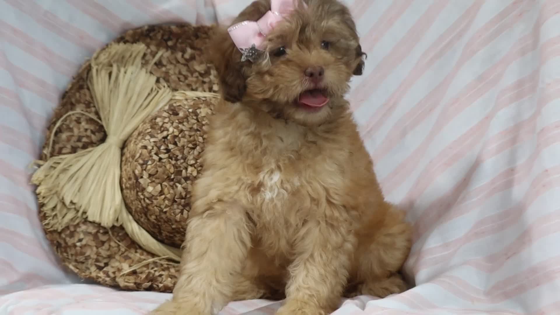 Shihpoo dogs for sale: Sage - Video 1