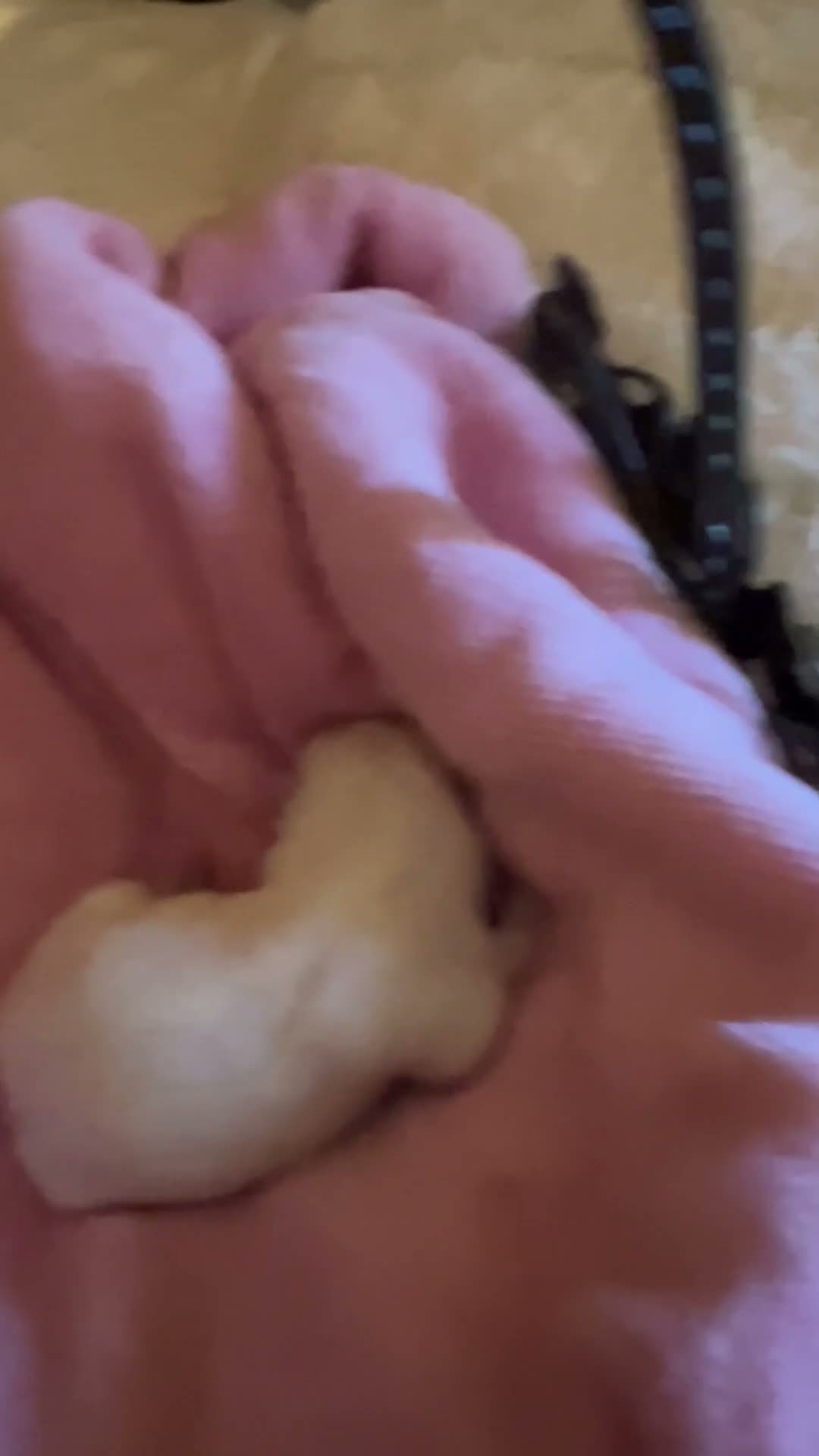 Maltese dogs for sale: Zara the Korean Maltese female - Video 1