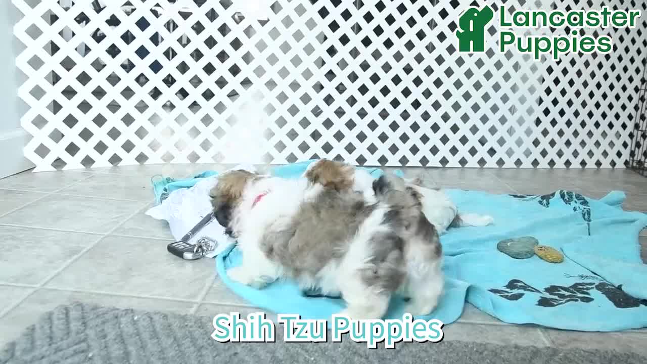 Shih Tzu dogs for sale: Star - Video 1