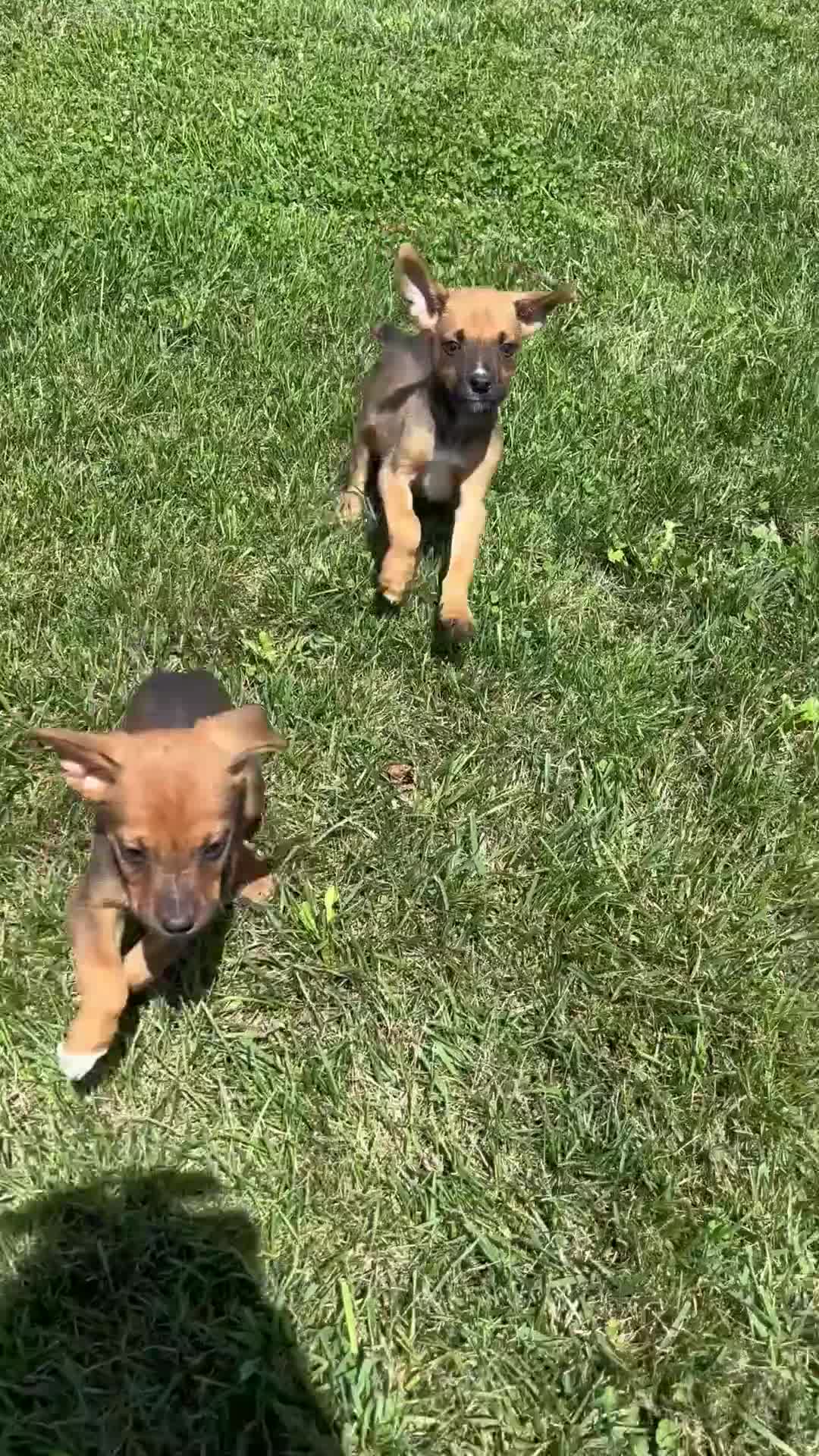 Mixed Breed dogs for sale: Stryker - Video 2