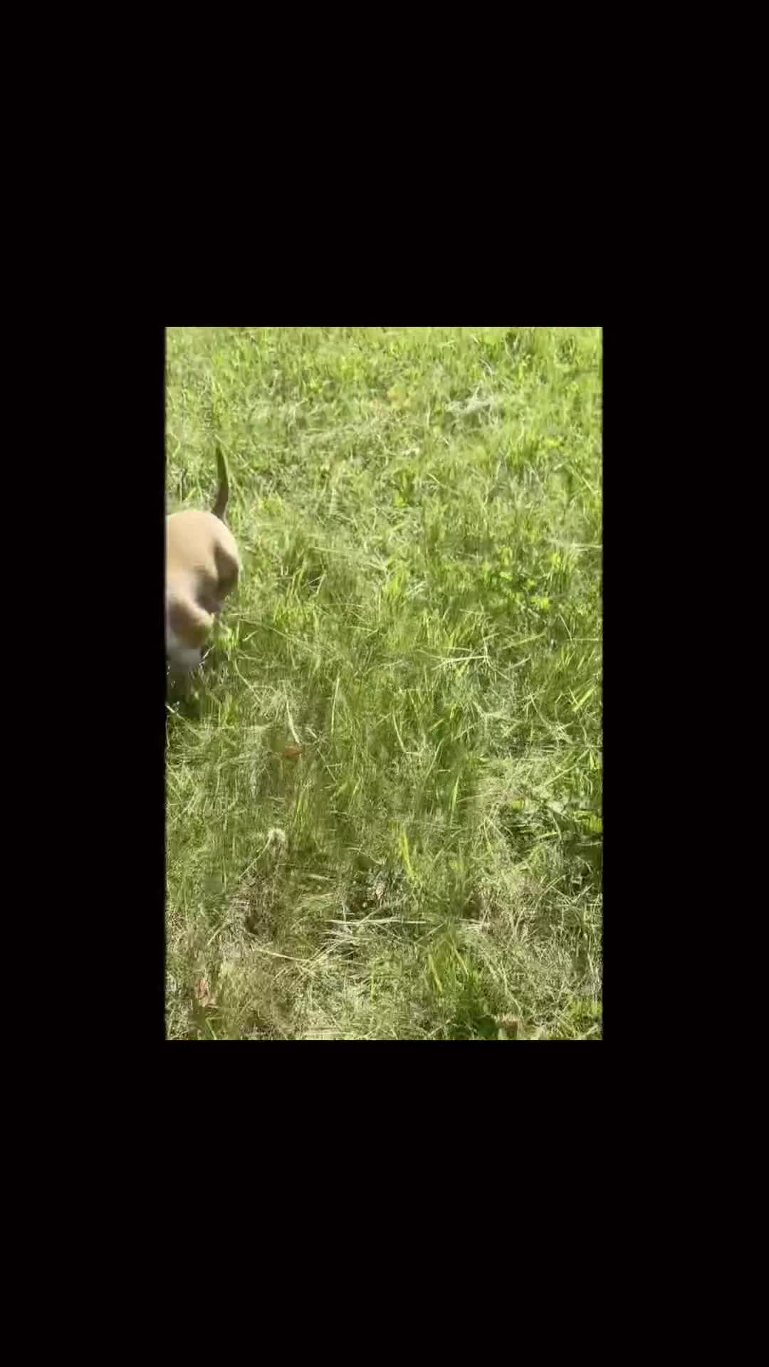Chihuahua dogs for sale: Poppy - Video 1