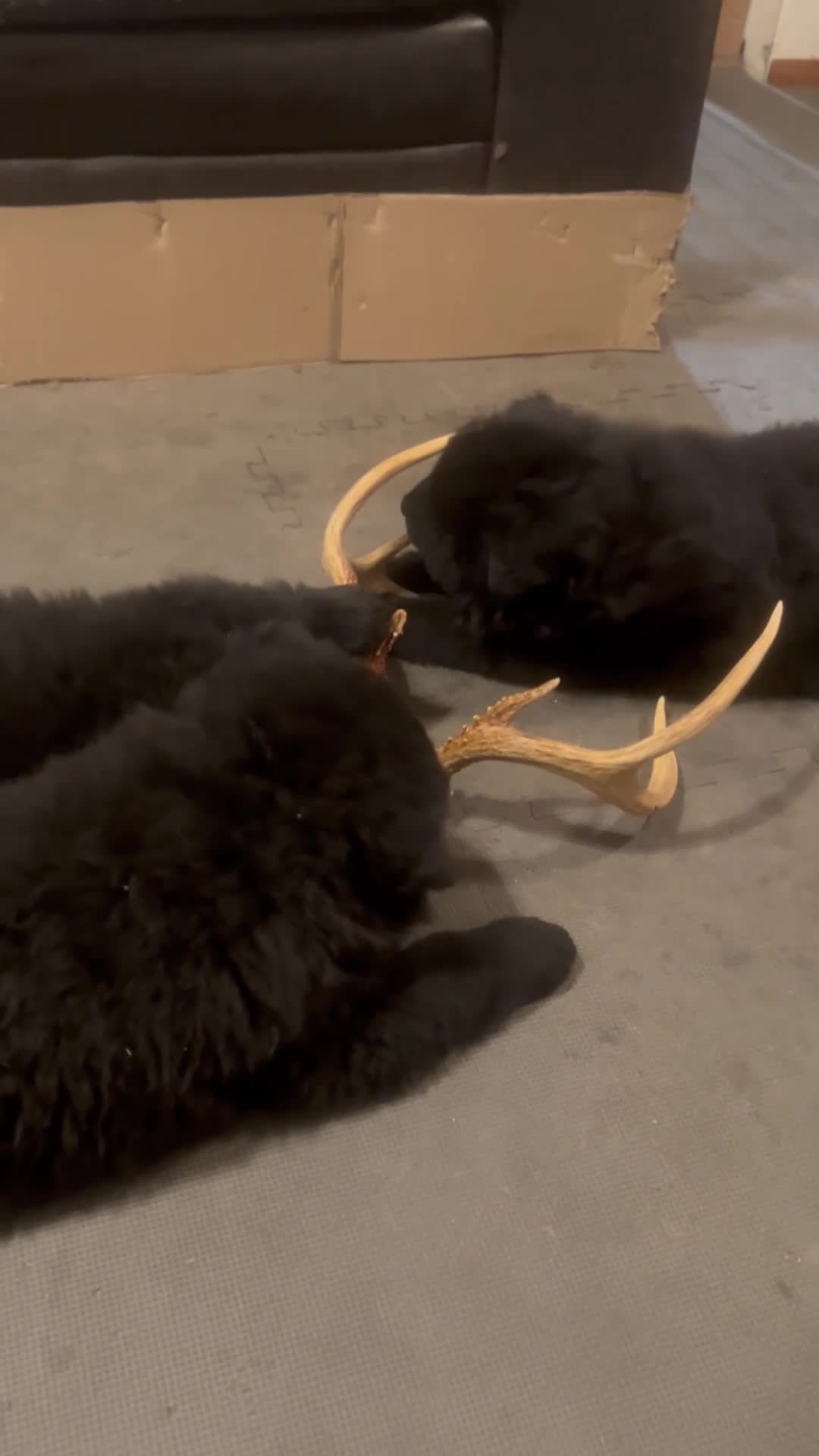 Chow Chow dogs for sale: #1 Ready for his new home 07/21/2026 new video too - Video 1