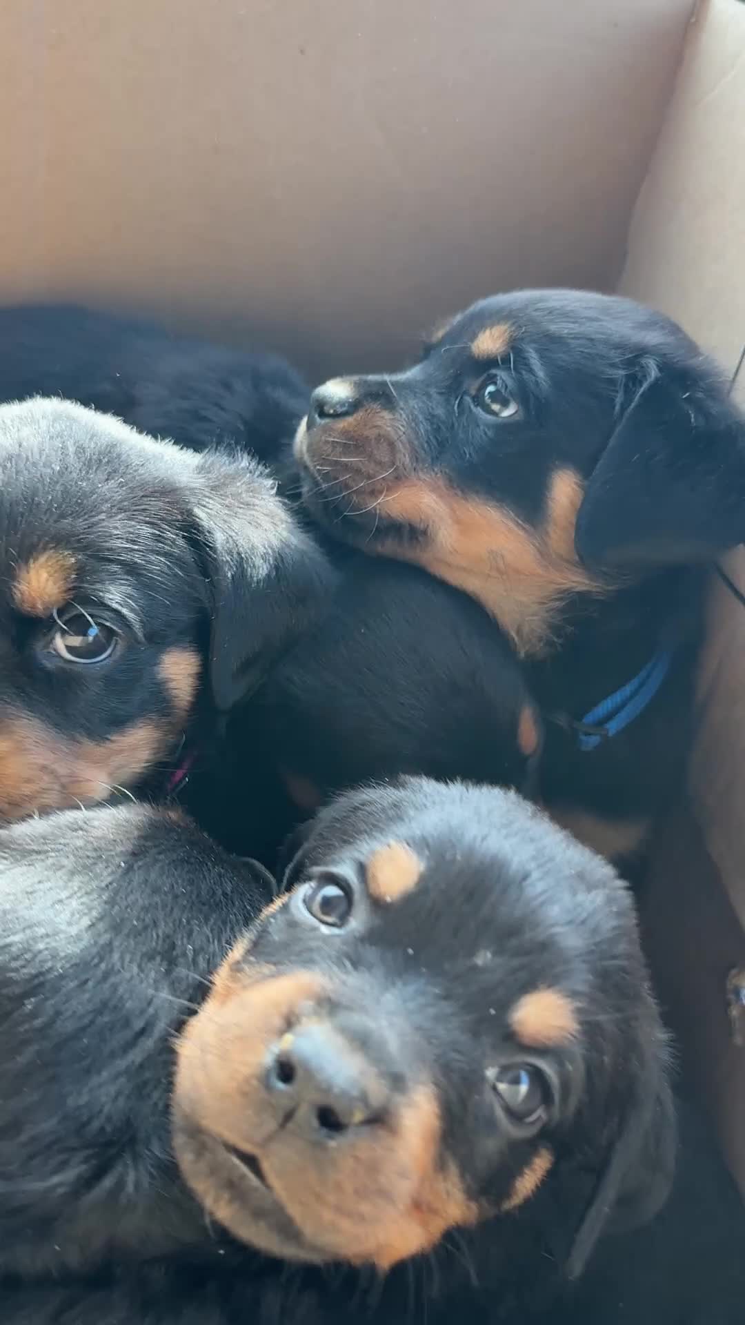Rottweiler dogs for sale: Rottweiler Puppy 1 - Jax - Video 2