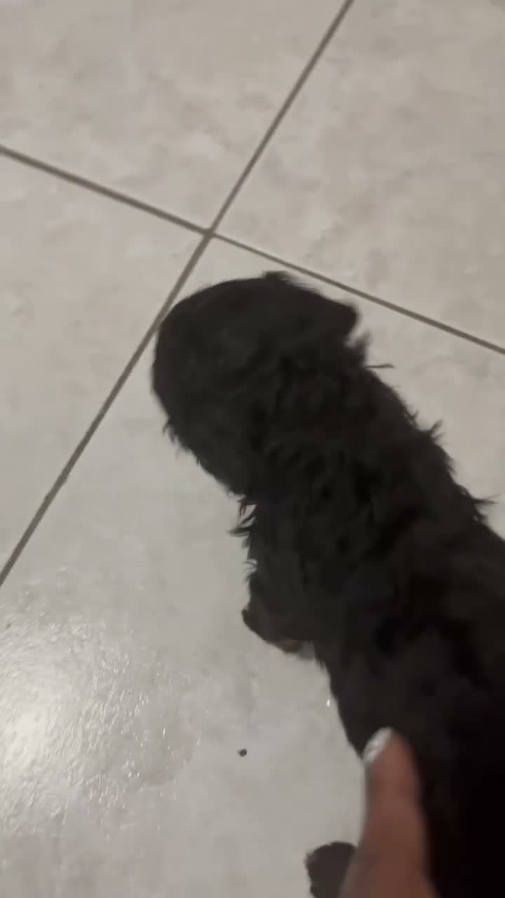 Toy Poodle dogs for sale: Rocky  - Video 1