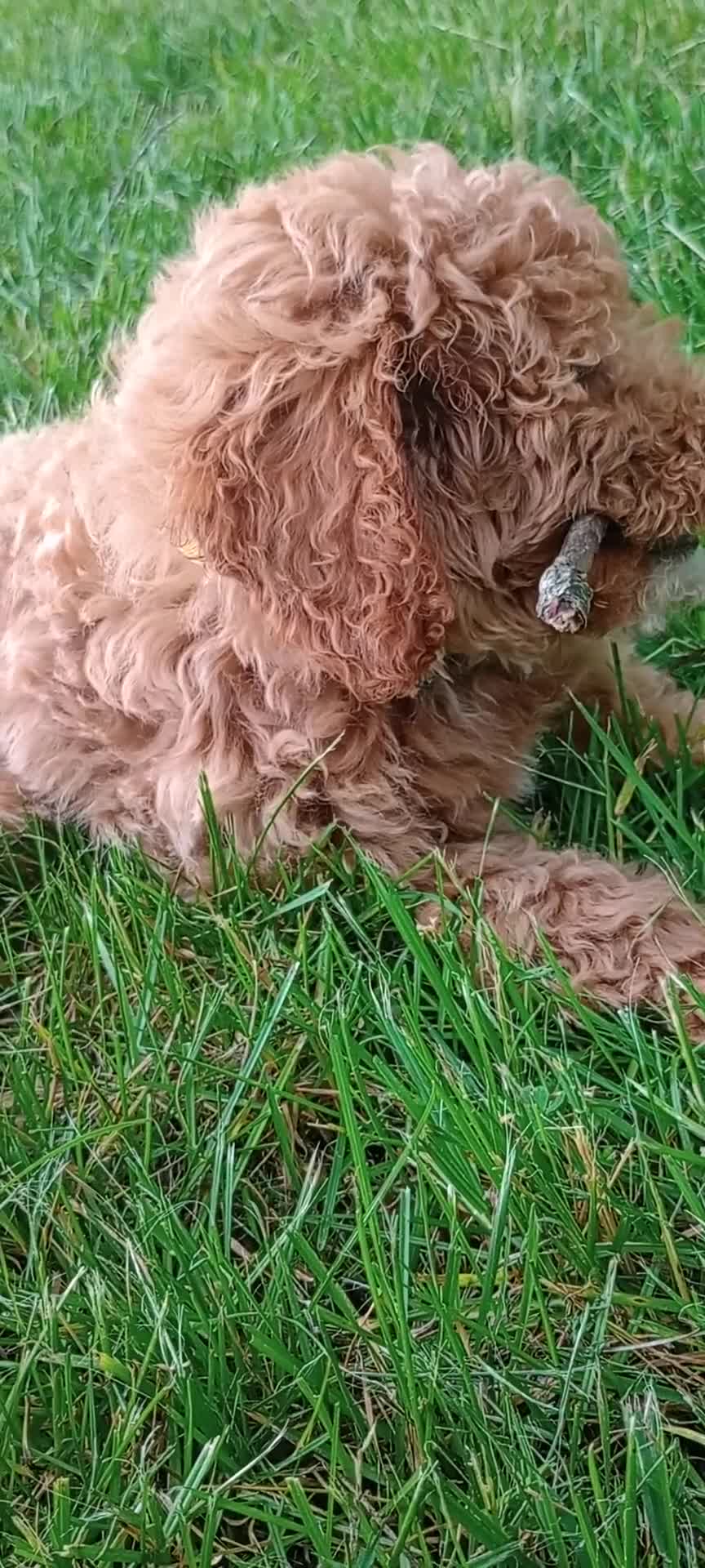 Mini Goldendoodle dogs for sale: June Mini Goldendoodle Puppy 2 - Video 1