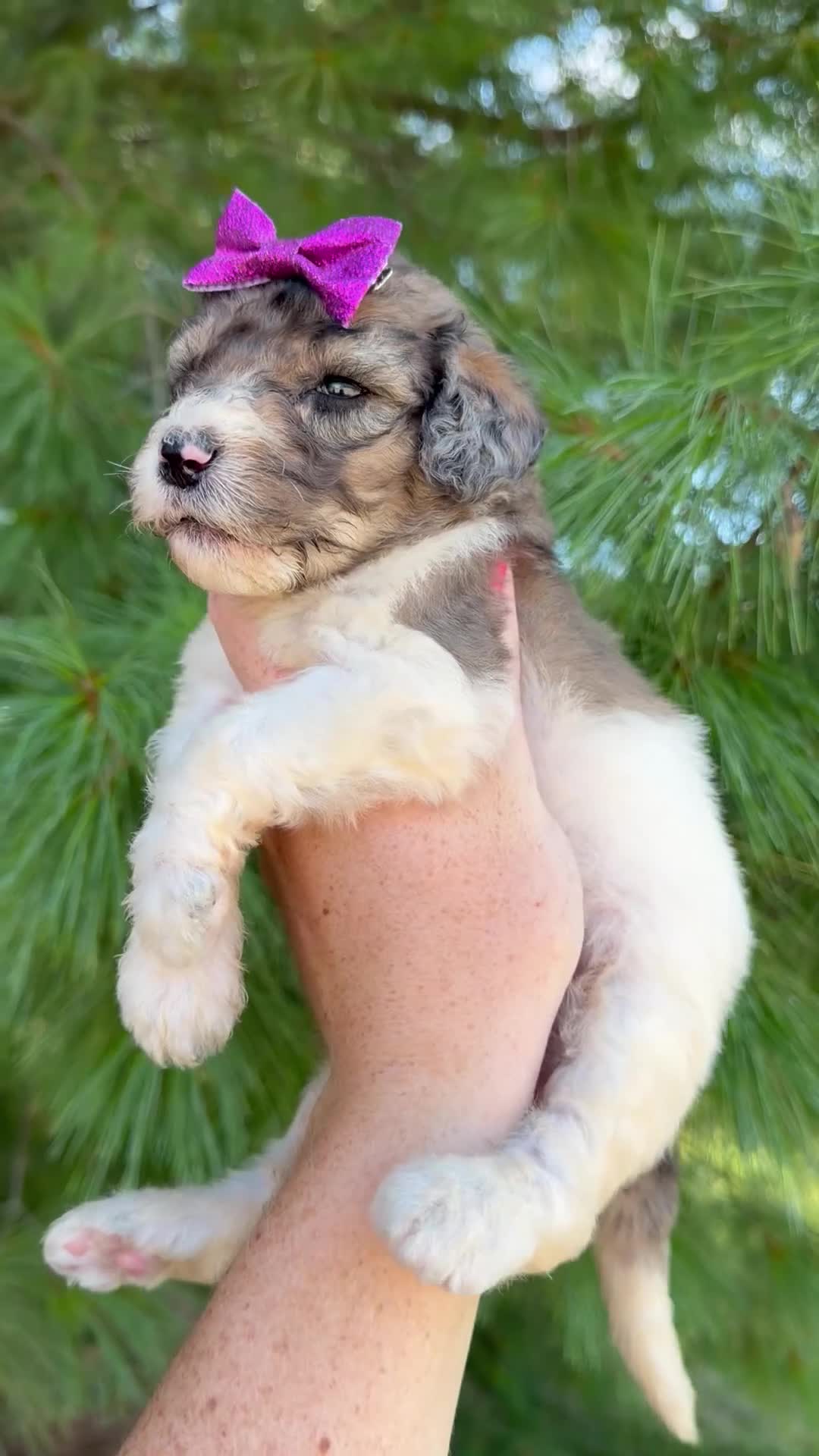 Goldendoodle dogs for sale: Manhattan - Standard F1b - Video 1