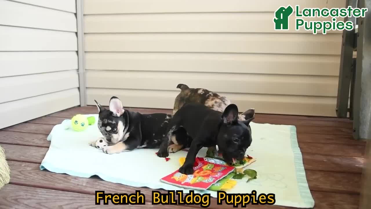 French Bulldog dogs for sale: Lilac - Video 1