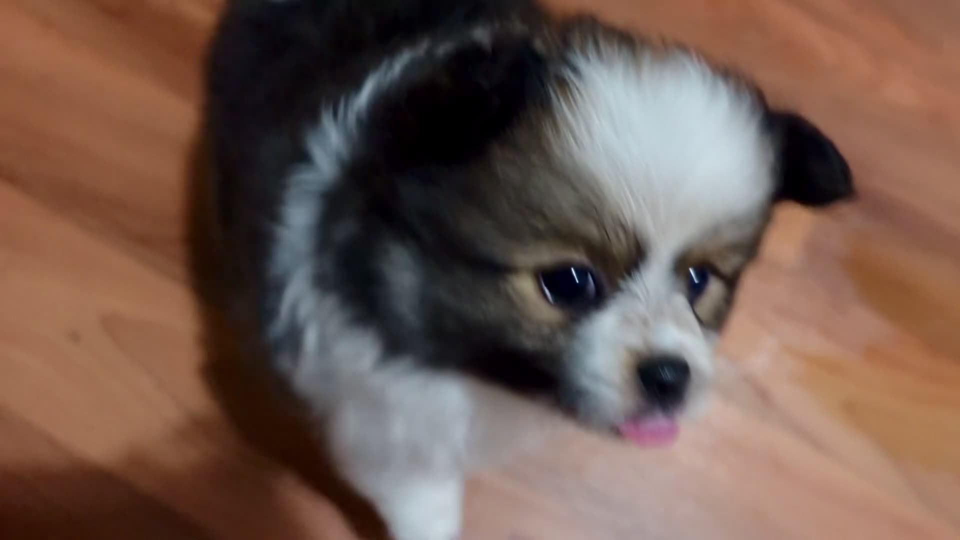 Pomeranian dogs for sale: Parti-color Sable (blue eye) Pomeranian  - Video 1