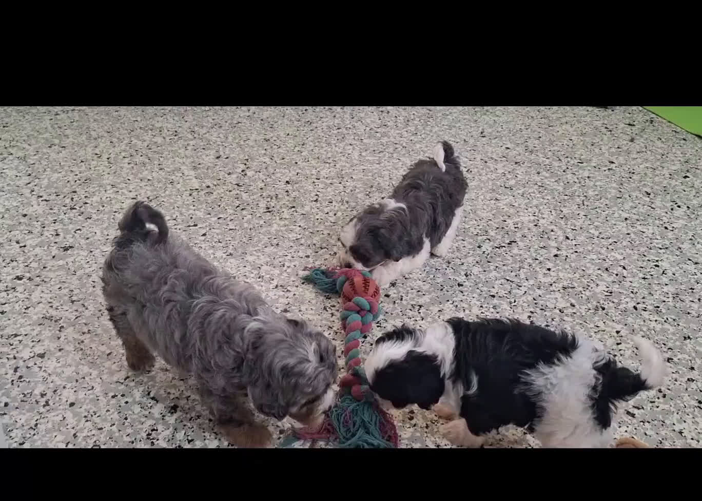 Cavapoo dogs for sale: Conner - Video 1