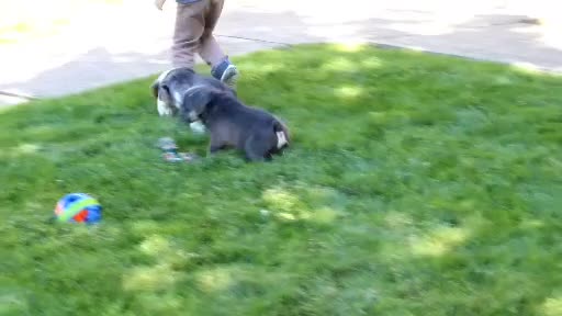 Beabull dogs for sale: Zach - Video 2