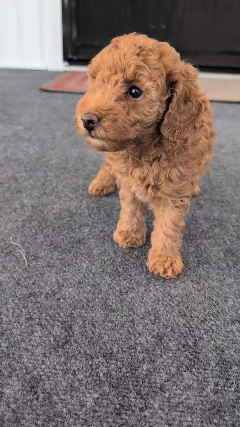 Toy Poodle dogs for sale: Toby - Video 1