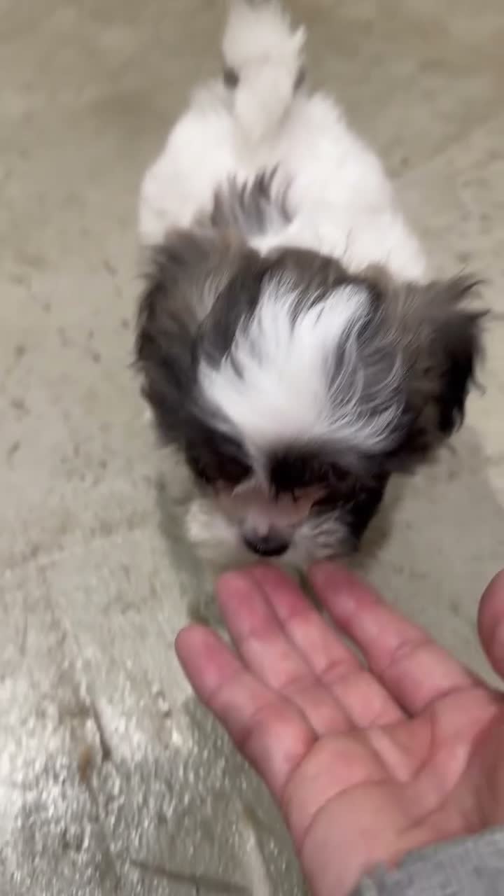 Teddy Bear dogs for sale: Nova - Video 1