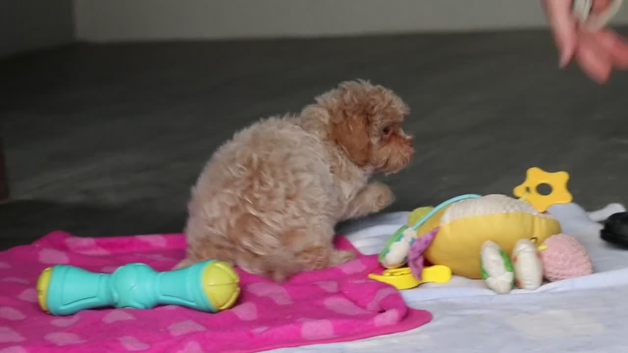 Mixed Breed dogs for sale: Sampson - Video 4