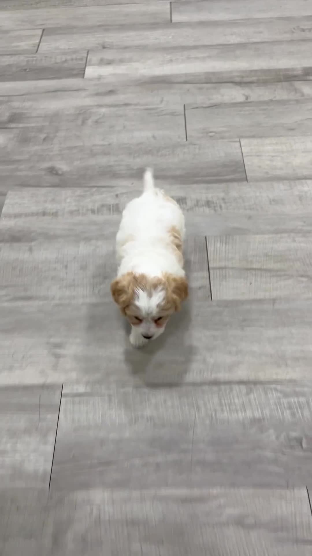 Cavachon dogs for sale: Maya - Video 1