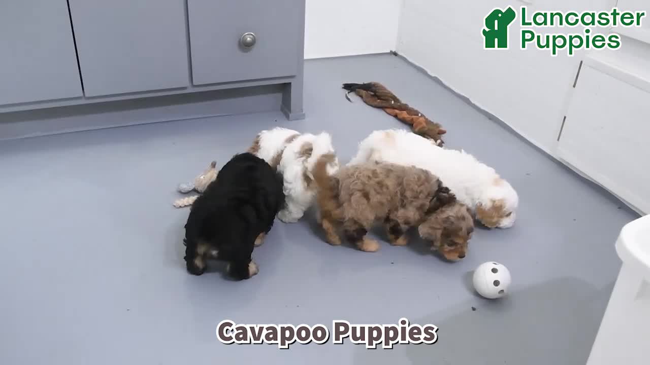 Cavapoo dogs for sale: Noah - Video 1