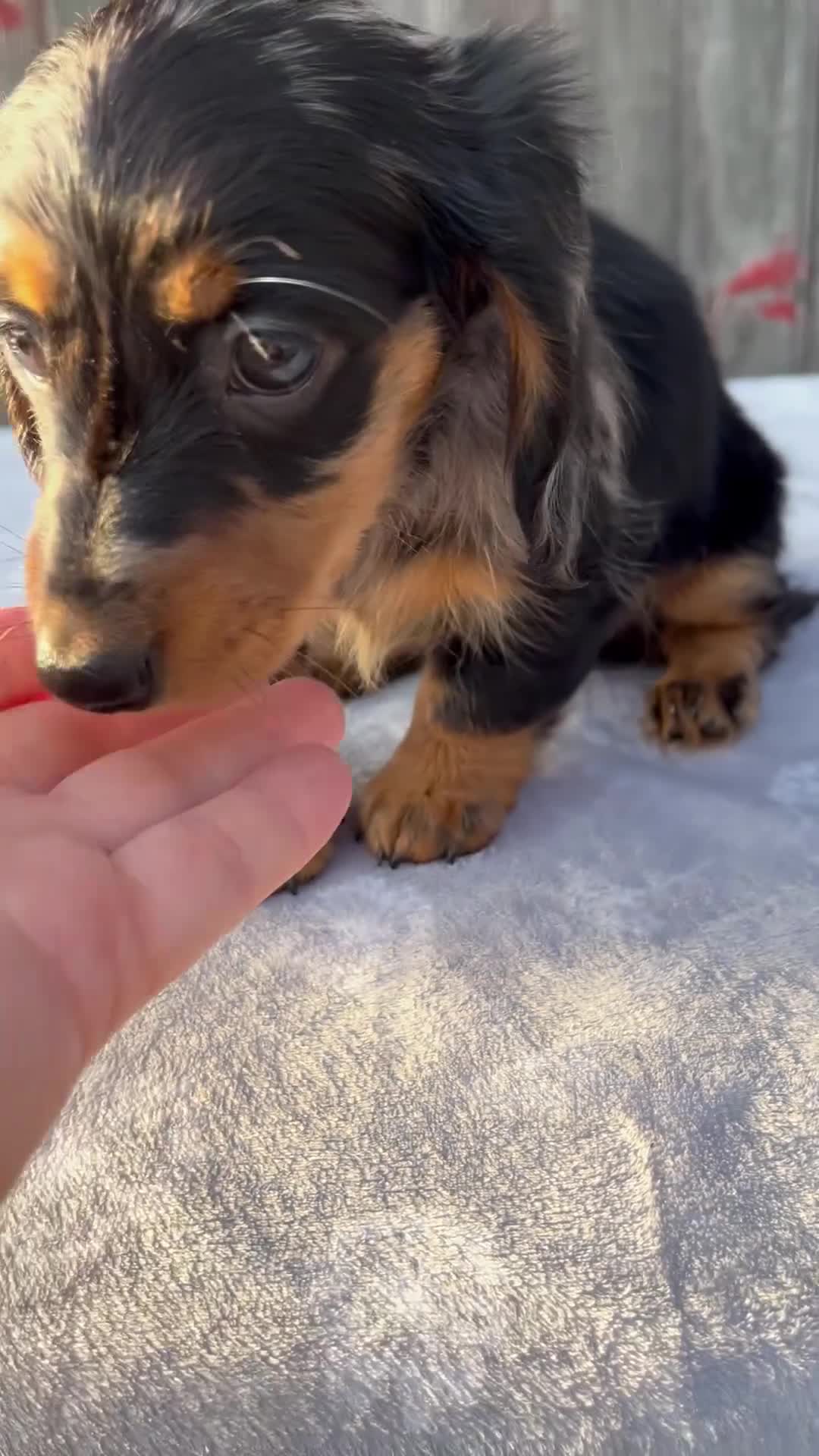 Miniature Dachshund dogs for sale: Madi - Video 1