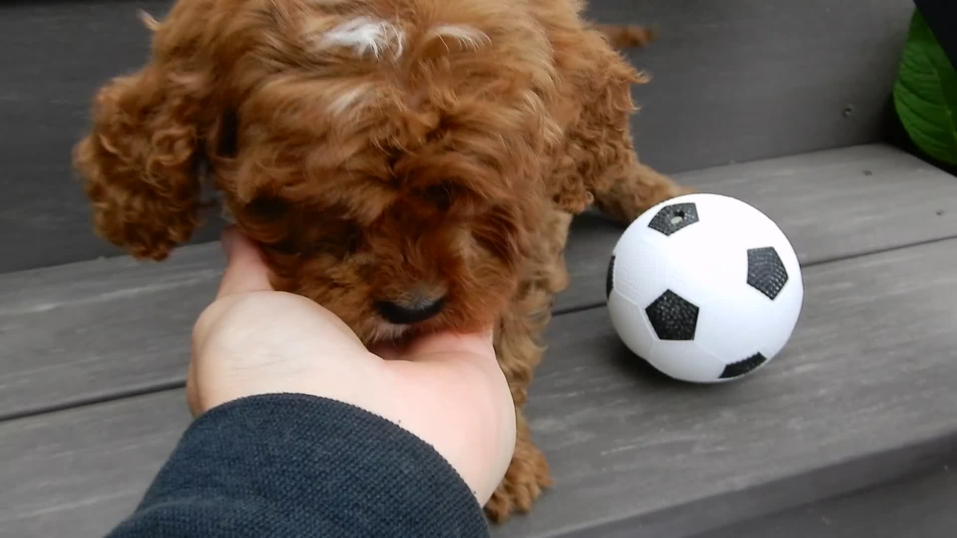 Cavapoo dogs for sale: Cooper - Video 1