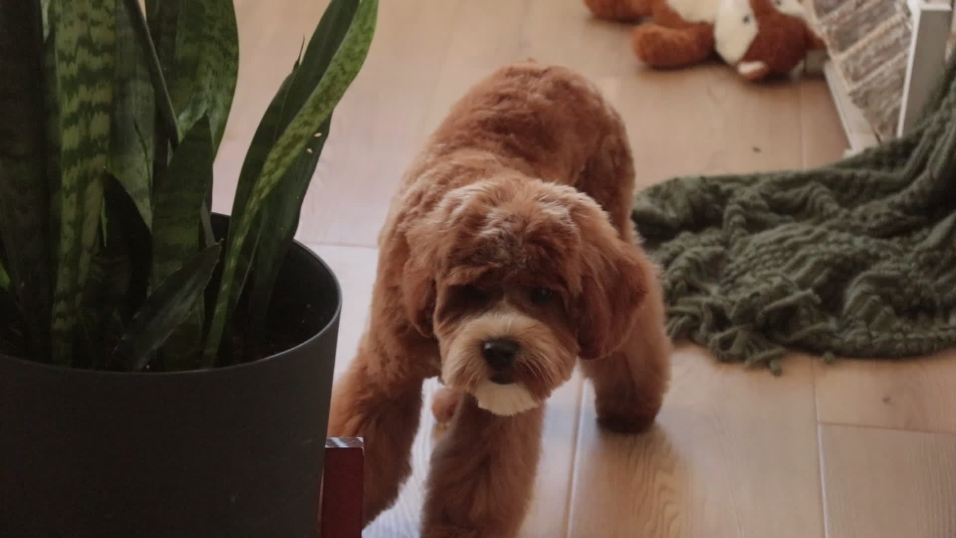 Cavapoo dogs for sale: Kohen - Video 1