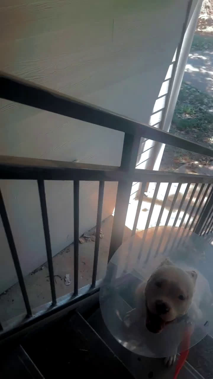 American Bully dogs for sale: American Bully Puppy 1 - Video 3