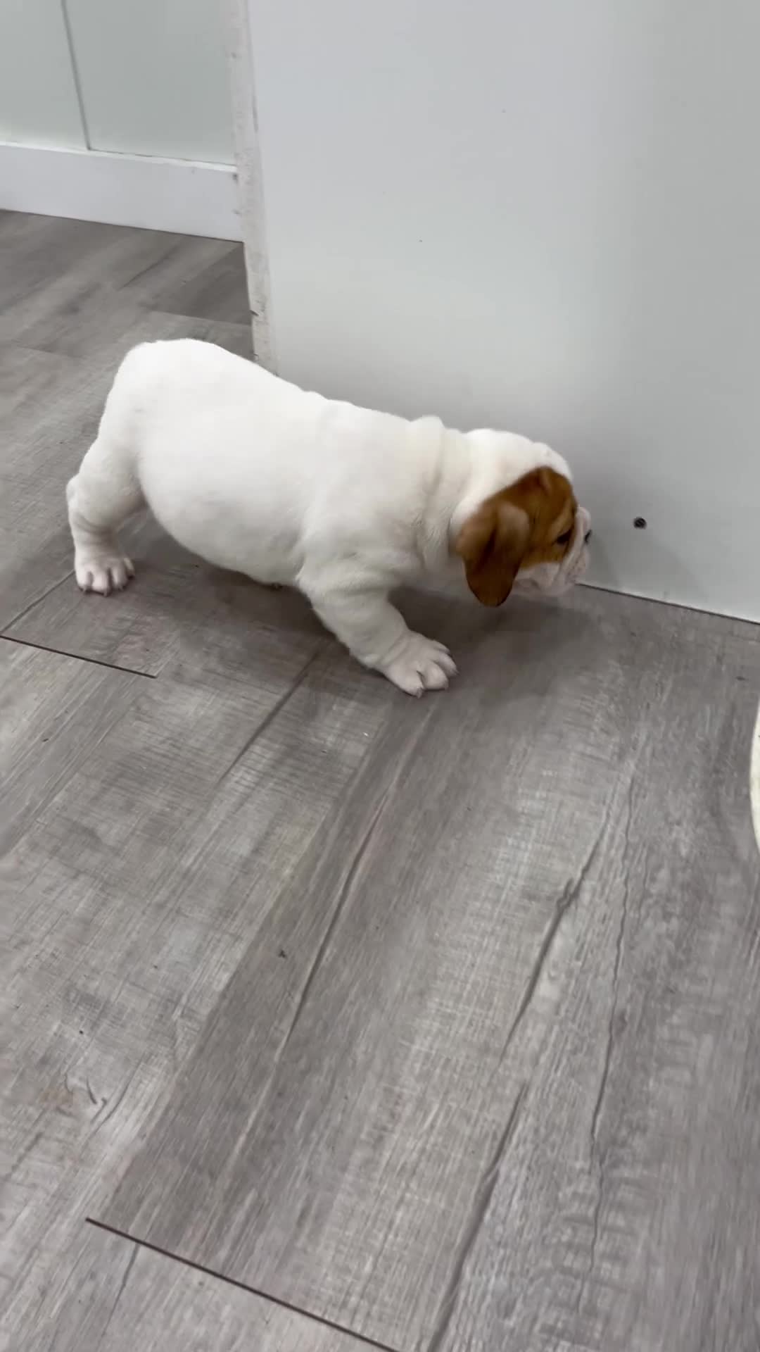 Beabull dogs for sale: Duke - Video 5