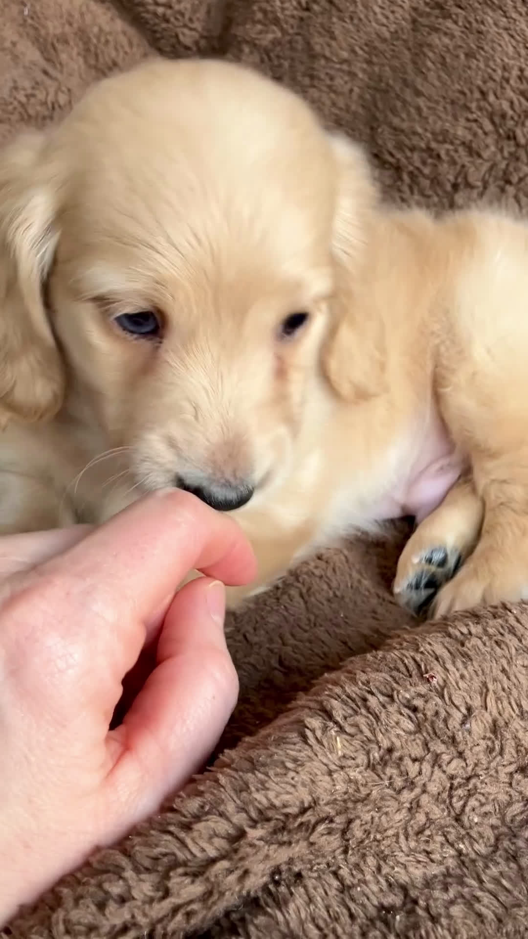 Miniature Dachshund dogs for sale: AKC Theodore of Wagglytail Lane - Video 1